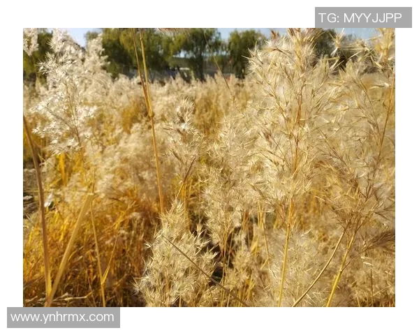 esports数据王娜分享DOTA2职业生涯的点滴回忆与成长历程探讨